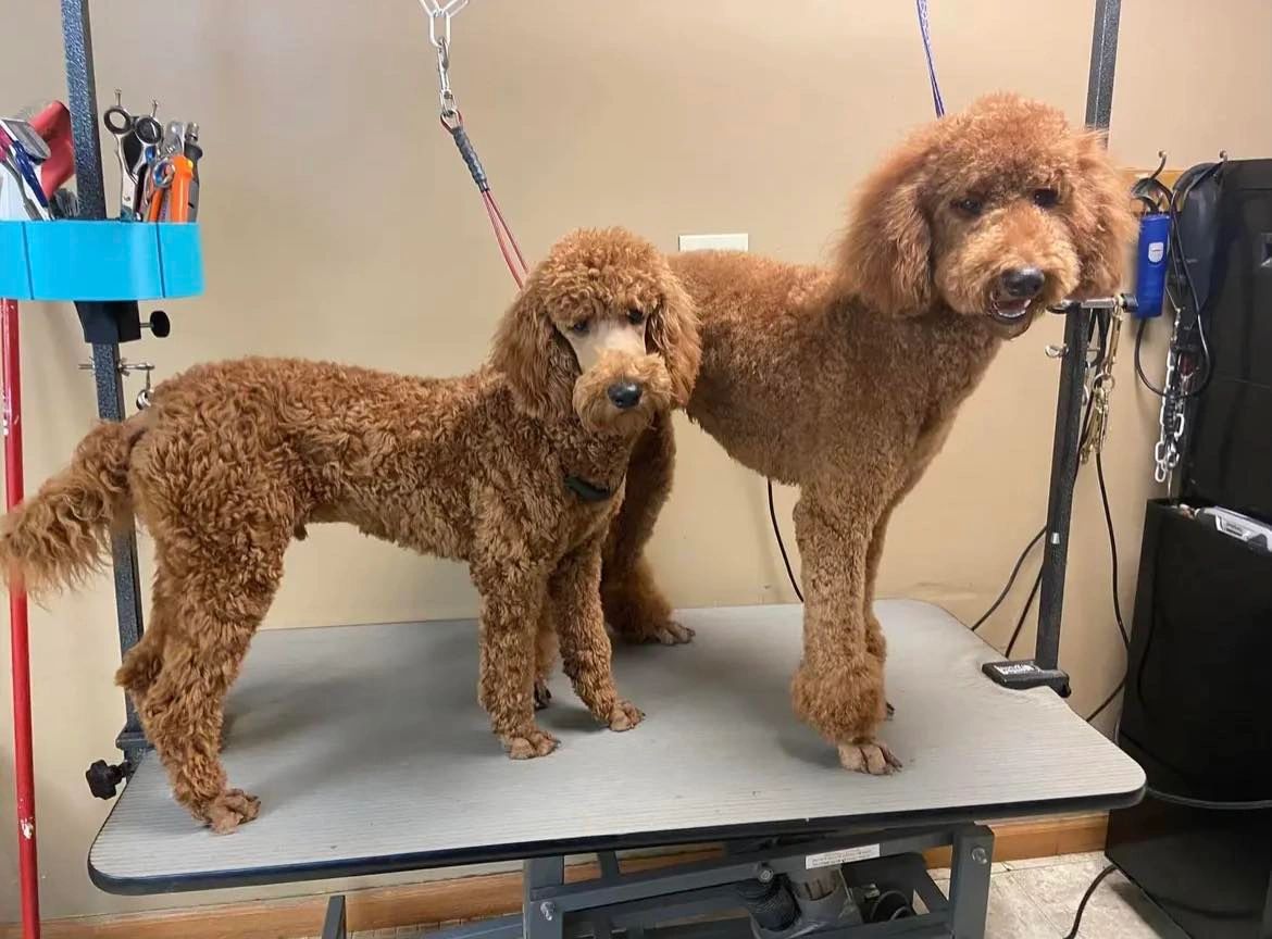 Goldendoodle grooming cheap near me